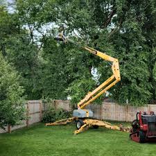 Best Tree Removal Services  in Ormond By The Sea, FL